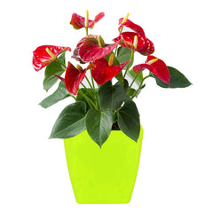 1192 Flower Pots Square Shape For Indoor/Outdoor Gardening DeoDap
