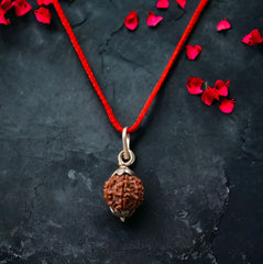 7 Mukhi Rudraksha / Seven Faced Rudraksha (Indonesian)